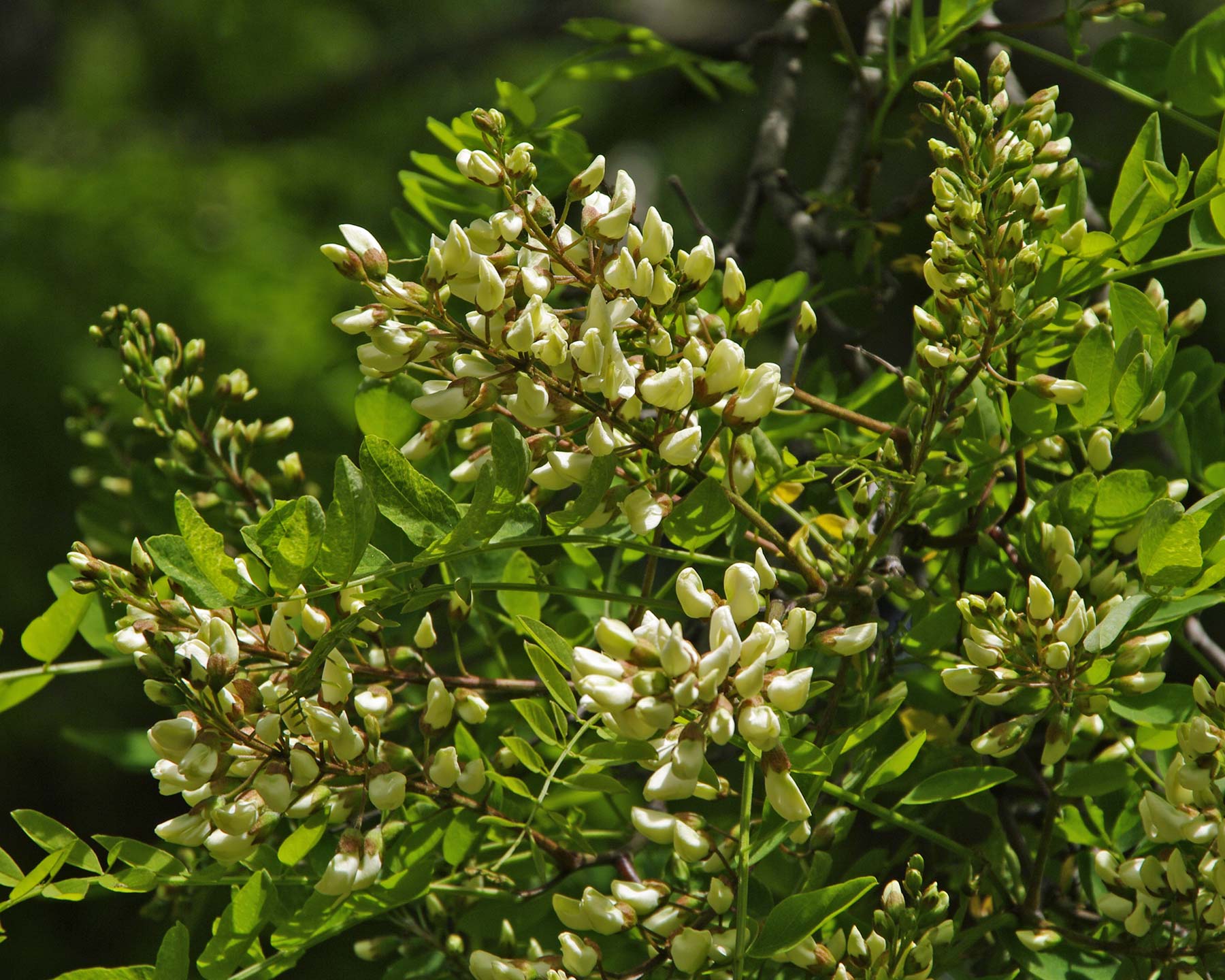 Robinia pseudoacacia - flowers