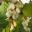 Robinia pseudoacacia Frisia - Golden Mop Top racemes of creamy- white pea shaped flowers