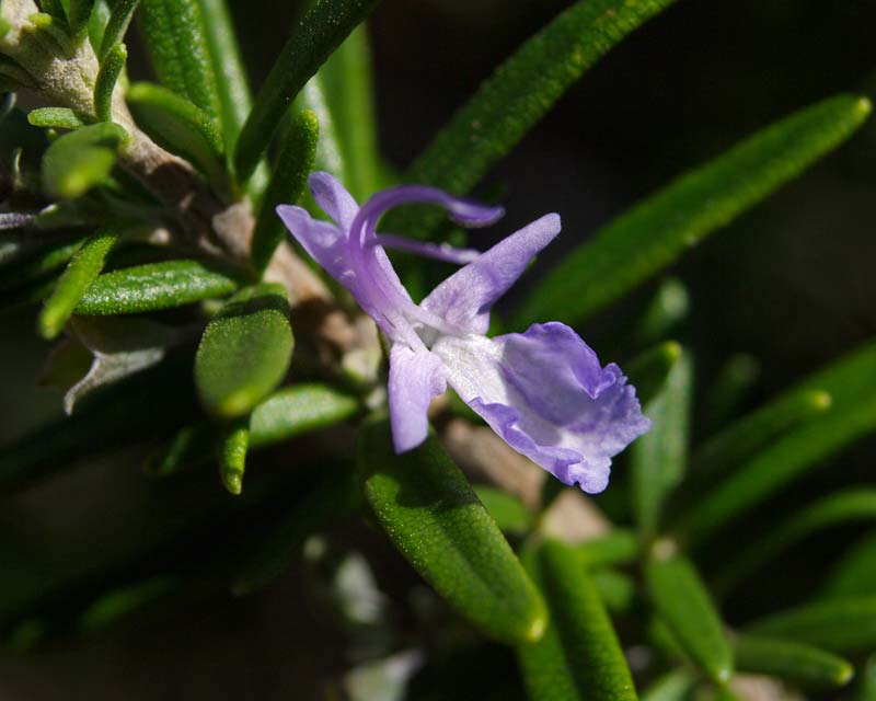 Rosmarinus offiinals flower