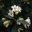 Rothmannia globosa  - photo Rotational