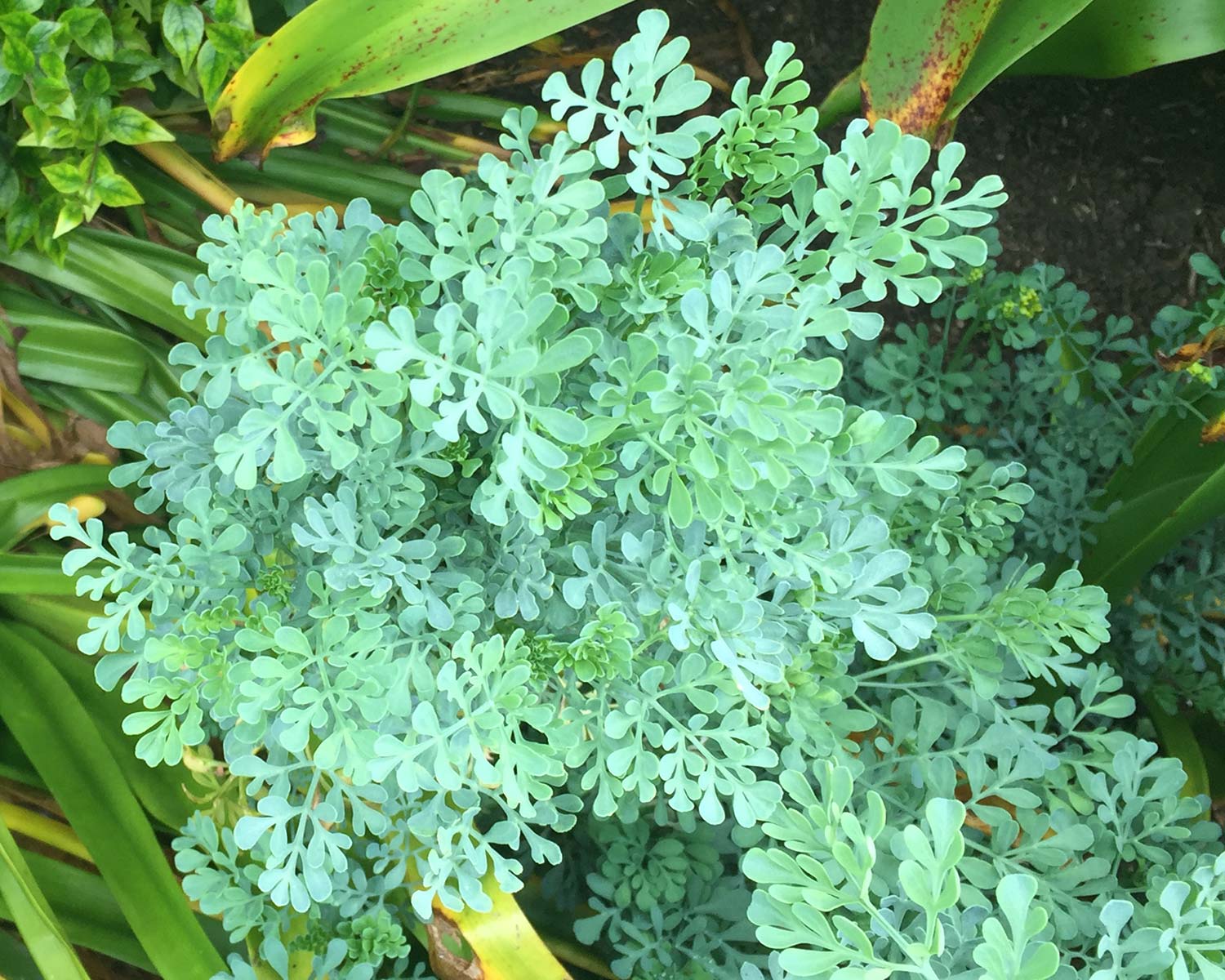 Ruta graveolens - Common Rue has pretty grey-green leaves with a lacy appearance