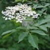 Sambucus nigra - Elderflower