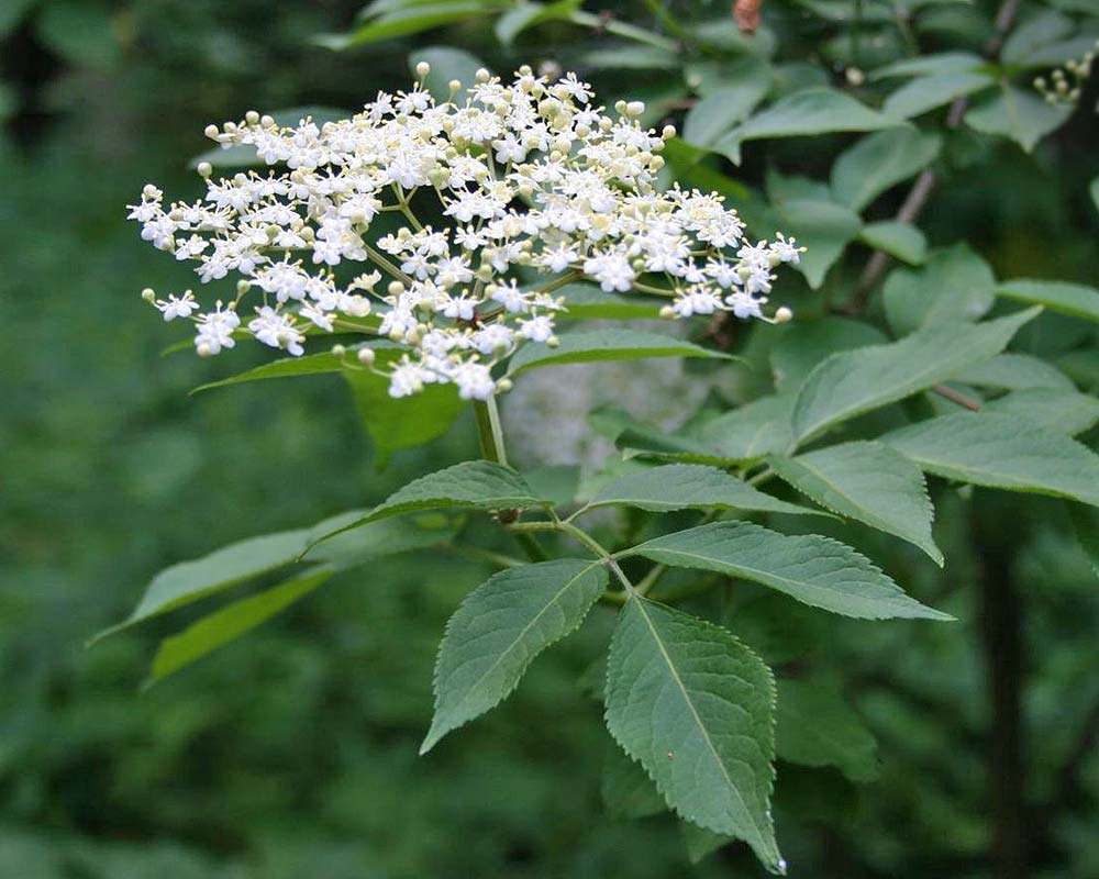 Sambucus nigra - Elderflower
