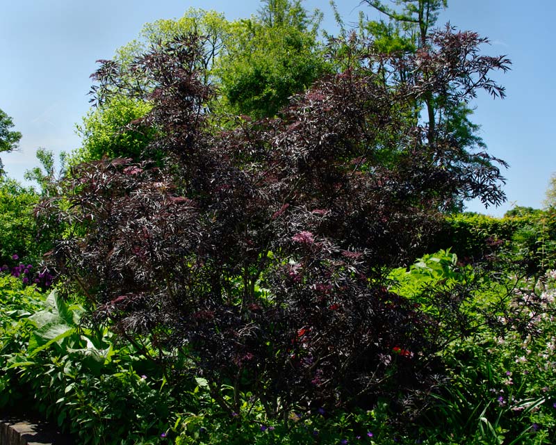 The purple black leaves of Black Lace Elder - Sambucus Nigra Eva