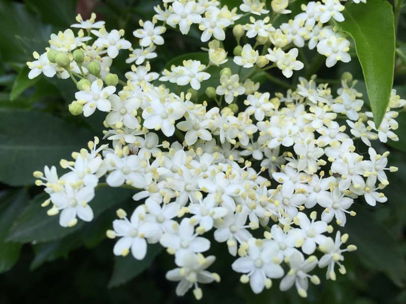 Sambucus nigra has clusters of tiny creamy white flowers in spring