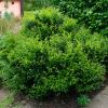 Sarcococca confusa -  Christmas or Sweet Box