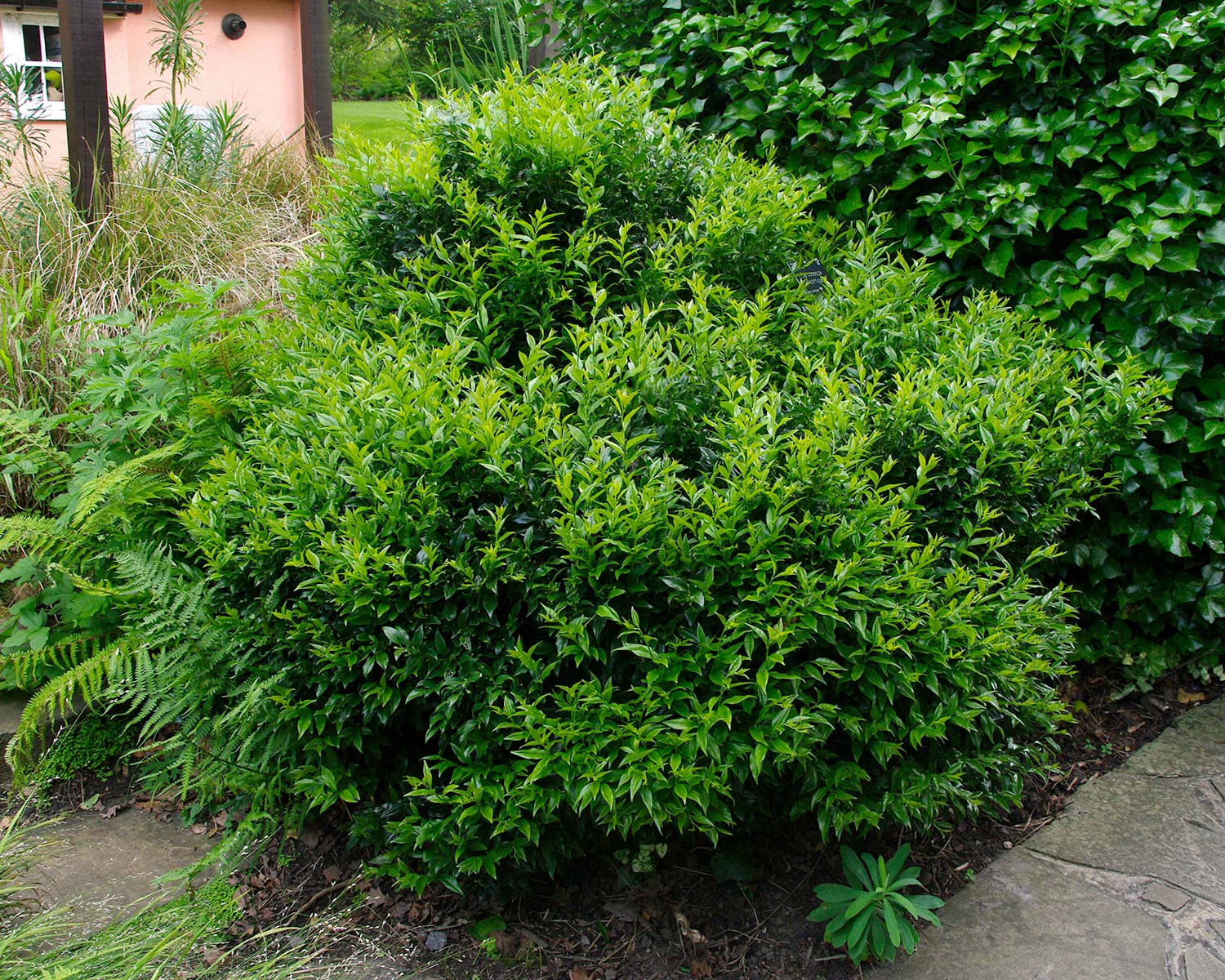 Sarcococca confusa -  Christmas or Sweet Box