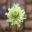 Scabiosa columbaria subsp. Ochroleuca