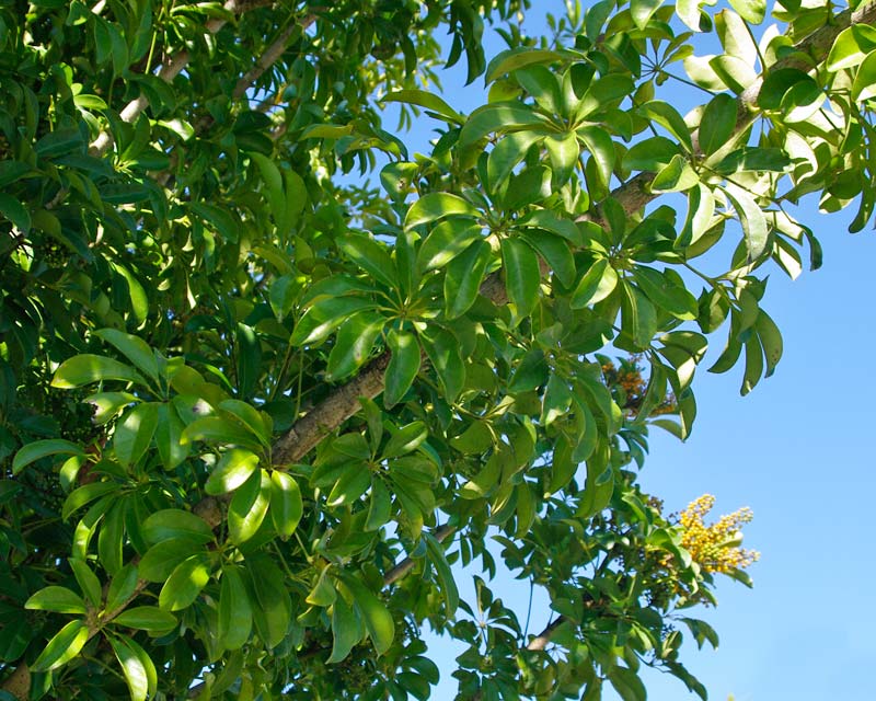 Schefflera arboricola - leaves grow along the length of the stem