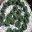 Sempervivum species - the houseleek