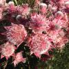 Serruria florida x rosea 'Pretty n Pink'