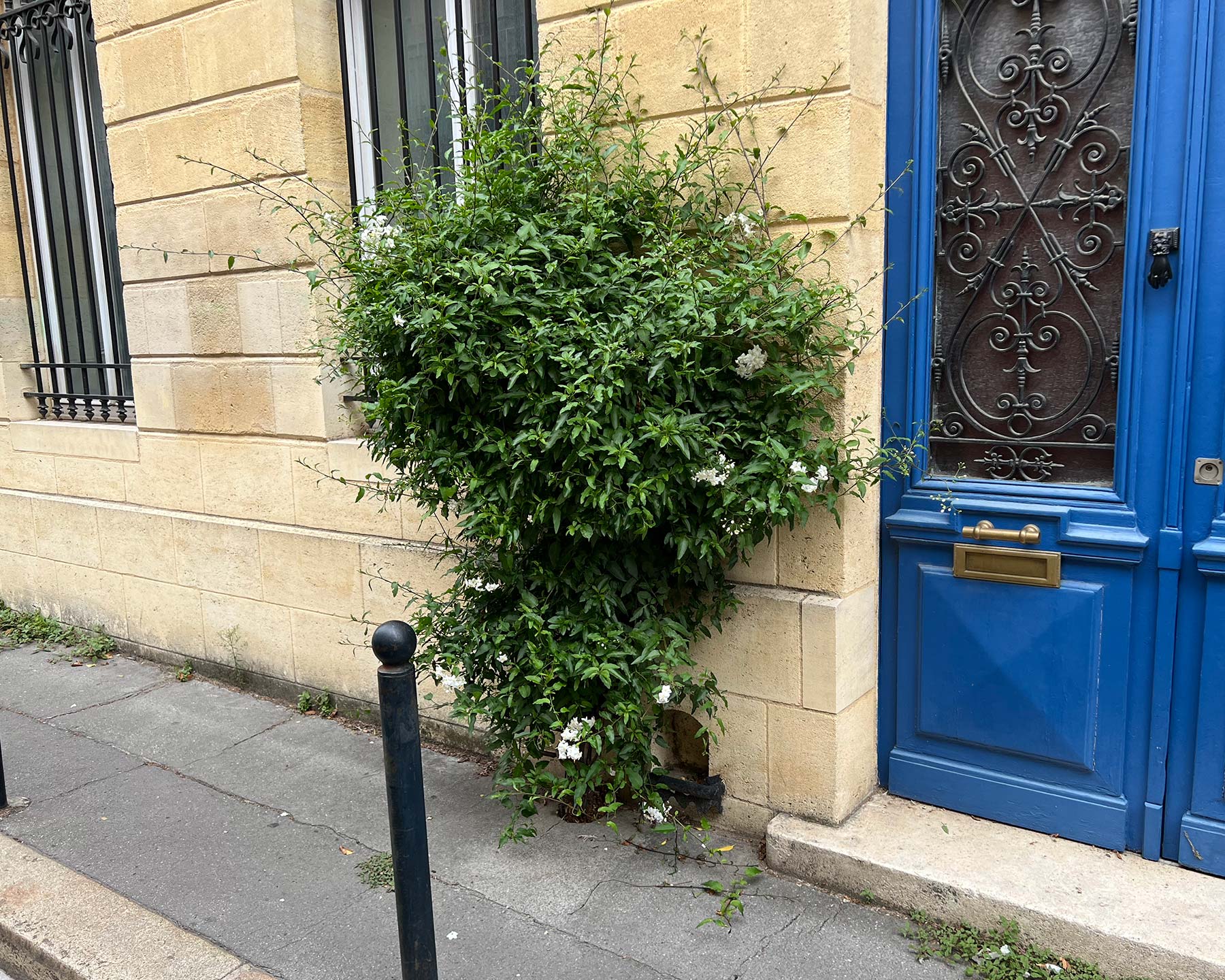 Solanum jasminoides - as seen in the back streets of Bordeaux, France.
