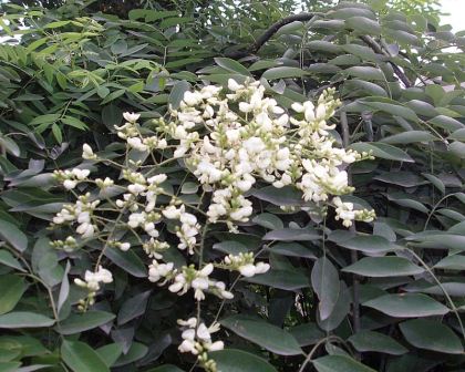 Styphnolobium japonicum 10 semillas de Sophora japonica Japonés Pagoda Árbol 