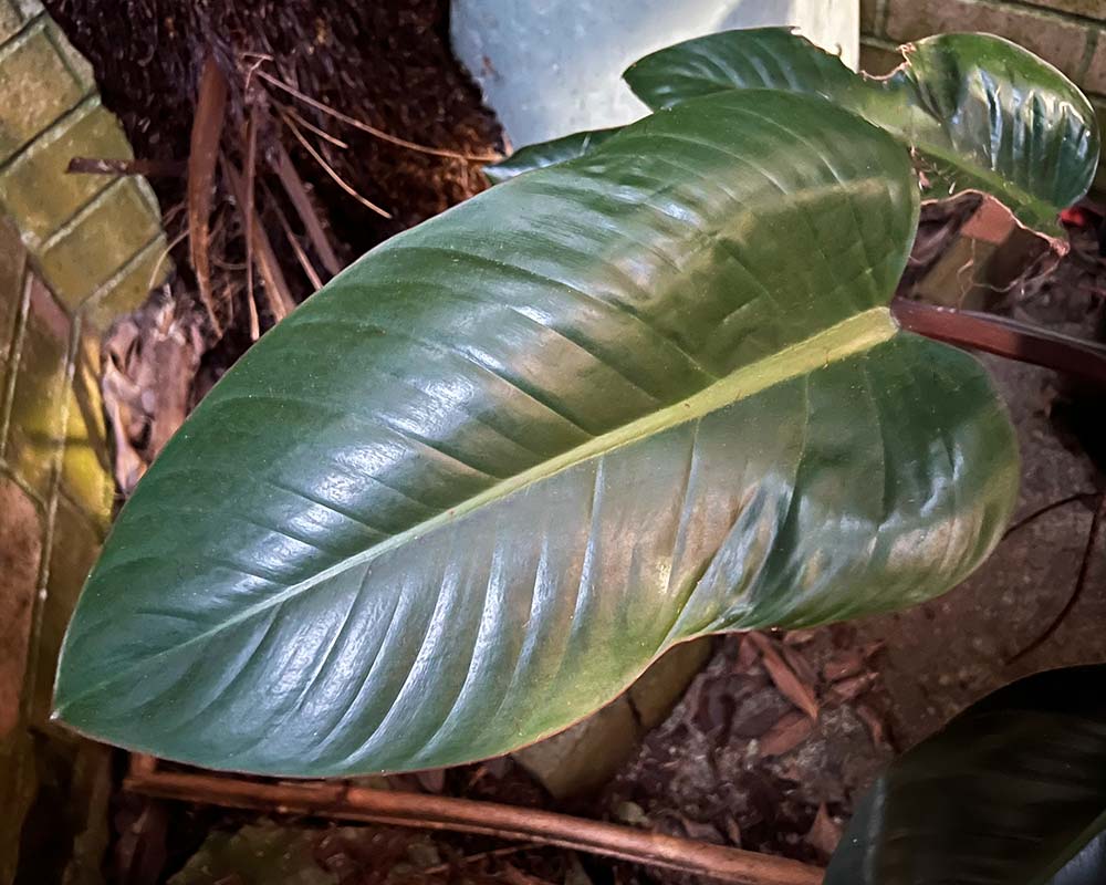 Spathyphyllum 'Sensation' leaf