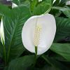 Spathiphyllum wallisii.  A pure white flower and spathe.