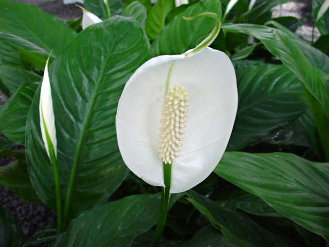Spathiphyllum wallisii.  A pure white flower and spathe.