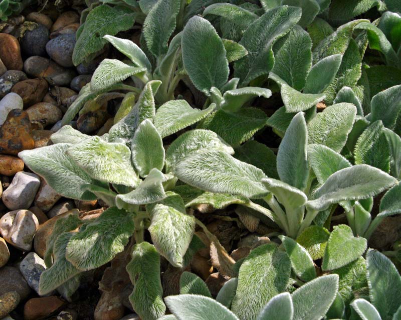 Stachys byzantina Silver Carpet - rosettes of silver grey leaves - good groundcover - this variety seldom flowers