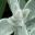 Stachys Byzantina Cotton Boll -  Kew Botanic Gardens