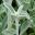 Stachys Byzantina Cotton Boll - cultivar  downy leaves and ball-like flowers