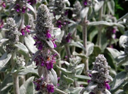 Stachys byzantina - whorls of purple flowers on tall flower spikes.