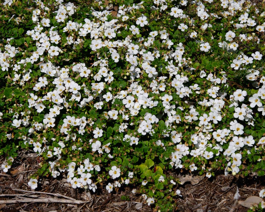 Sutera cordata syn Bacopa 'Colossal' - groundcover with pretty white flowers