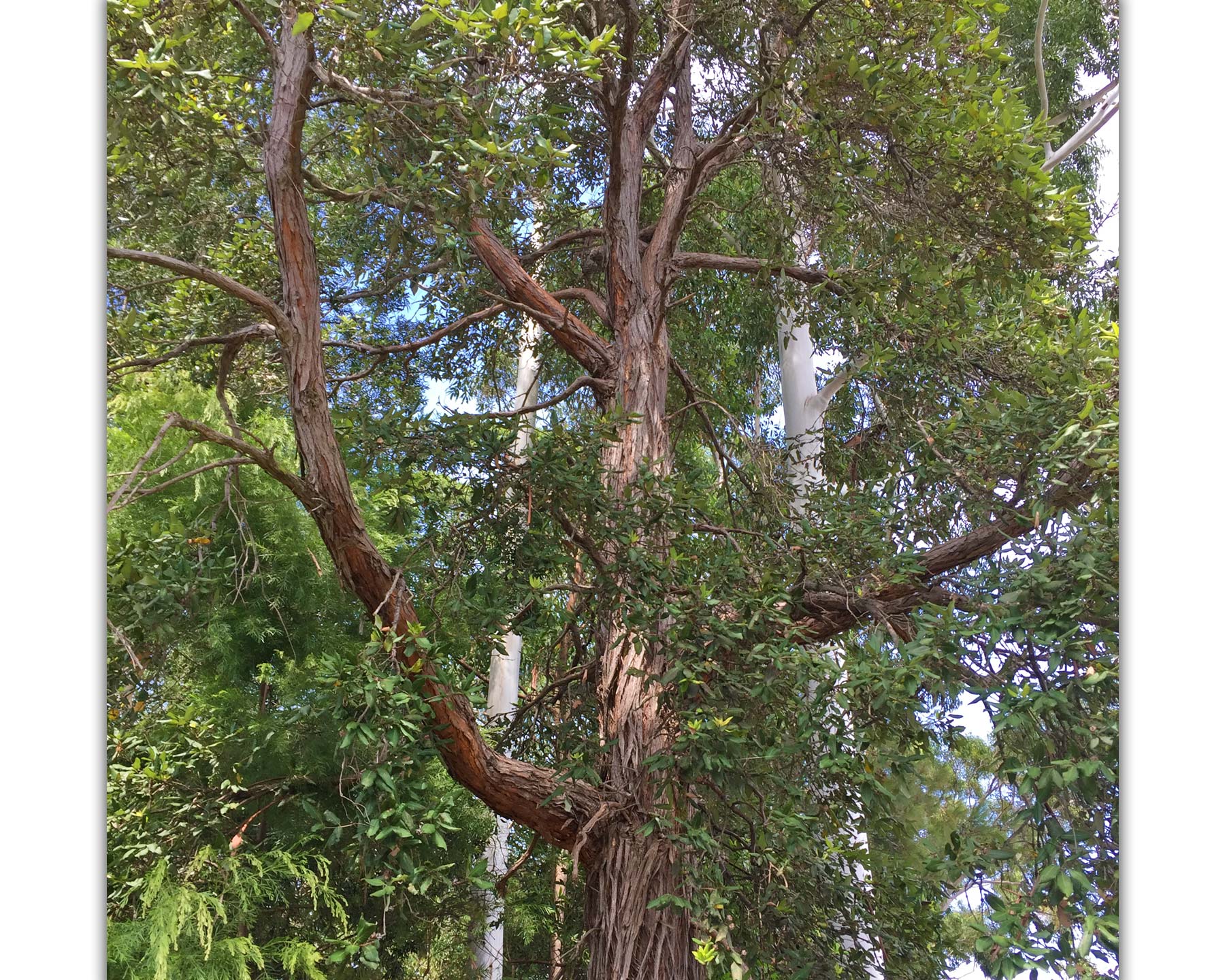 Syncarpia glomulifera Turpentine Tree