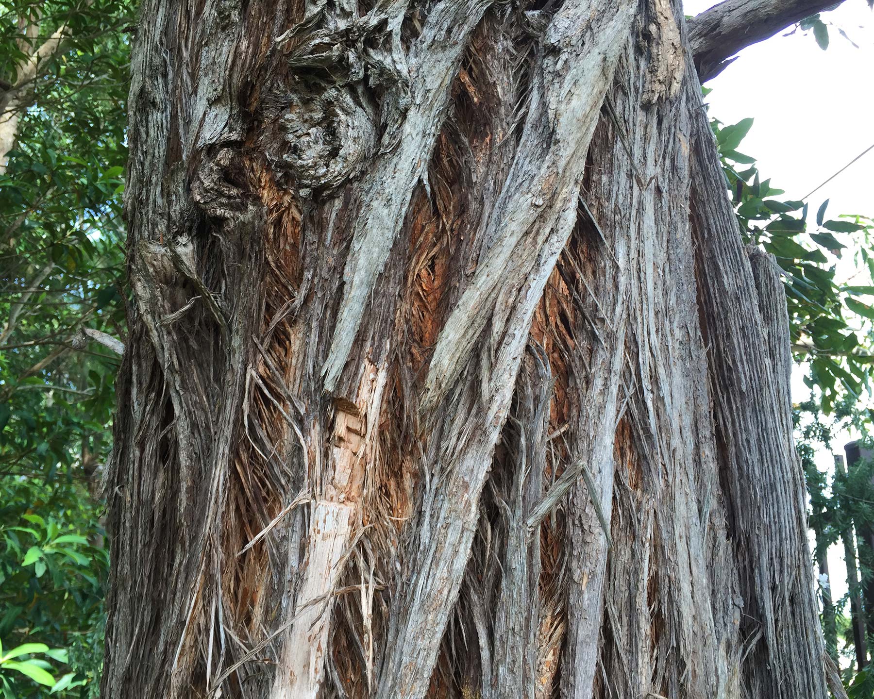 Syncarpia glomulifera - stringy bark with vertical furrows