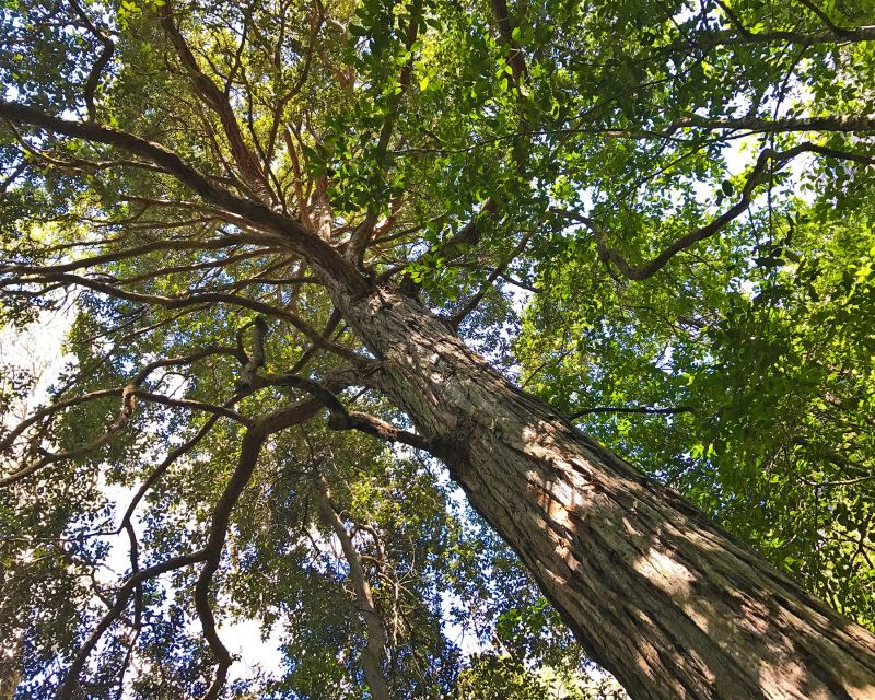 Syncarpia glomulifera - the Turpentine Tree