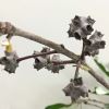 Syncarpia glomulifera - unusual fused capsules of Turpentine Tree