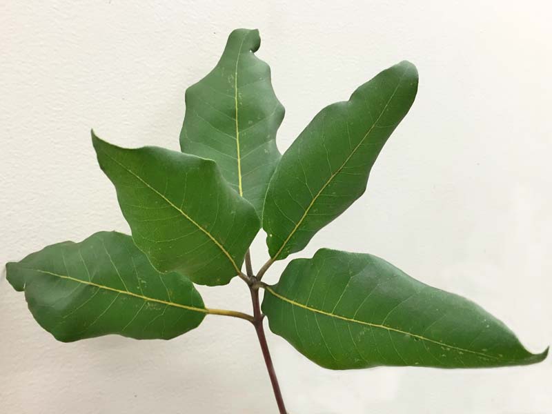 Leaves of the Turpentine Tree - Syncarpia glomulifera