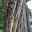 Syncarpia glomulifera - stringy bark with vertical furrows