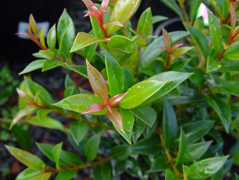 Syzigium paniculatum - Bush Cherry  has glossy leaves - new growth pink/bronze