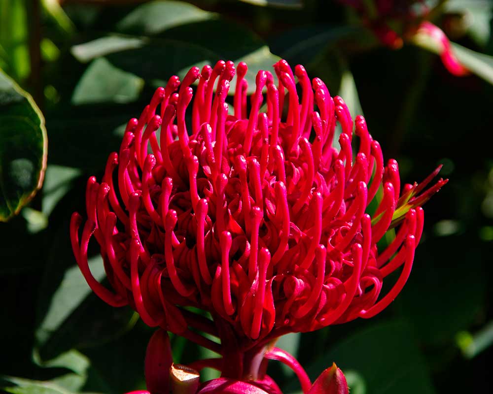 Telopea Oreades - as seen in Royal Tasmanian Botanic Gardens, Hobart
