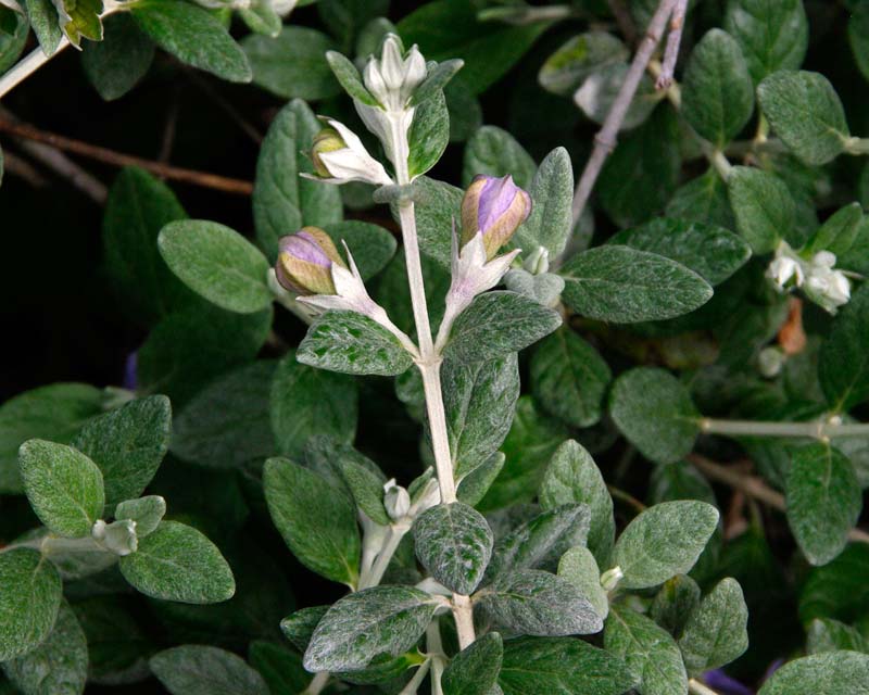 The buds and leaves of Germander - Teucrium fruticans