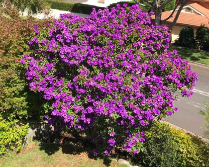 Tibouchina lepidota Alstonvile - Mass of purple flowers in late summer and early autumn