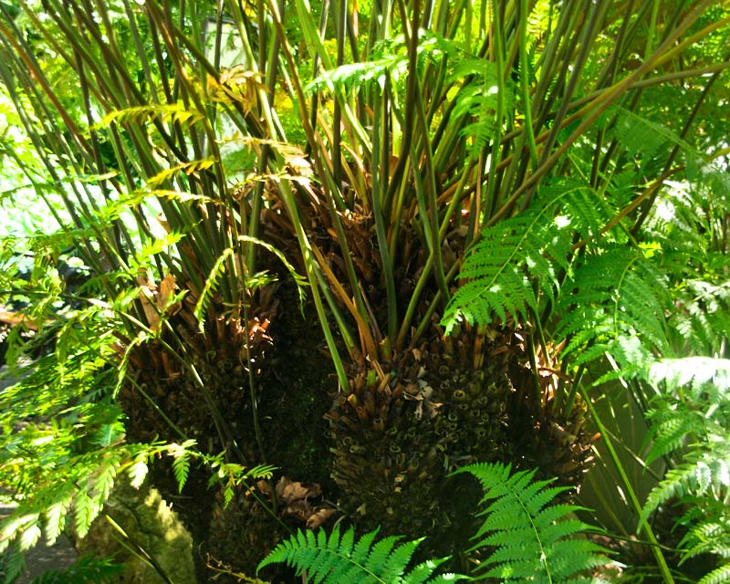 The trunk formed of woody rhizomes from which the fronds grow - Todea barbara King Fern