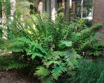 Todea barbara - King Fern  taken Sydney Botanic Gardens