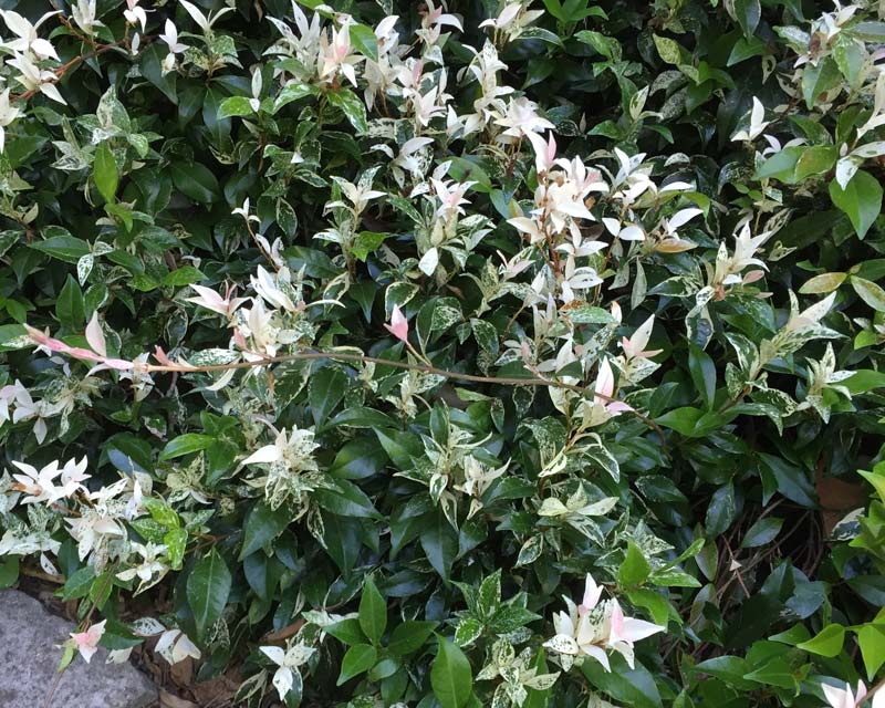 Trachelospermum jasminoides Tricolour - as the leaves mature they become dark green