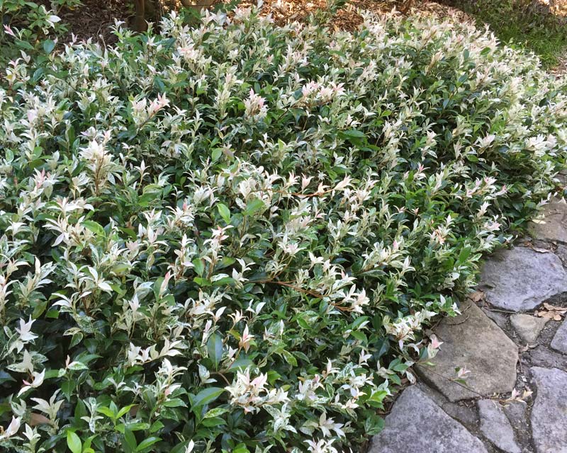 Trachelospermum jasminoides Tricolour -good ground cover or border plant
