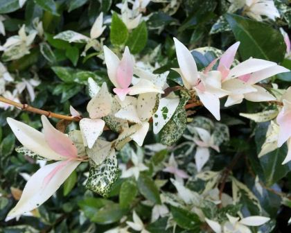 Trachelospermum jasminoides Tricolour - new growth is pink or mottled white and green