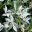Trachelospermum jasminoides Tricolour  mottled white and green new growth