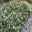 Trachelospermum jasminoides Tricolour -good ground cover or border plant