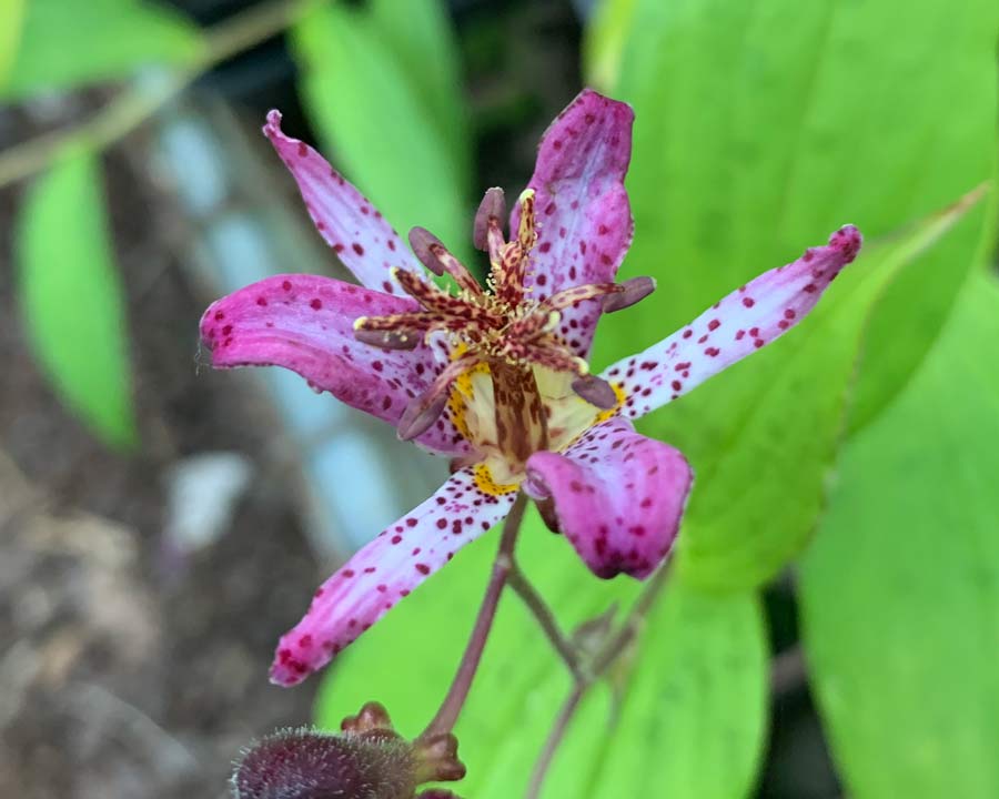 Tricyrtis formosana - Toad Lily pinkish white flowers with small purple markings
