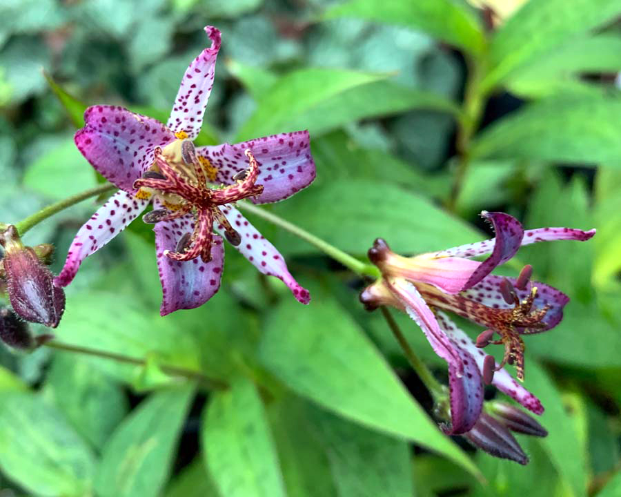 Tricyrtis formosana - Toad Lily