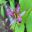 Tricyrtis formosana - Toad Lily pinkish white flowers with small purple markings