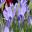 Triteleia laxa 'Corrina' soft blue lavender flowers