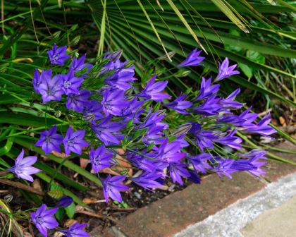 Triteleia laxa hybrid 'Koningin Fabiola' deep blue purple flowers