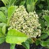 Viburnum odoratissimum - Sweet Viburnum, leaves are softer green when young