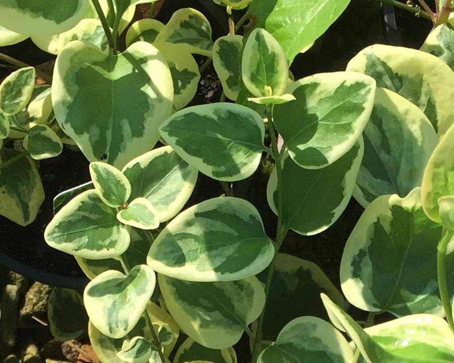 Vinca major Variegata - cream and green variegated leaves