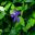 Vinca major - 5 petalled purple flowers